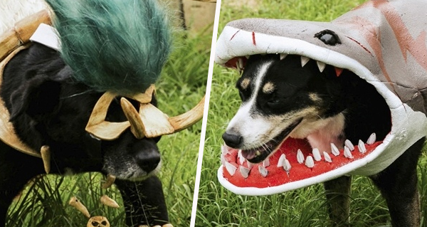 rastakhan : adopte un loa, le partenariat avec un refuge pour animaux