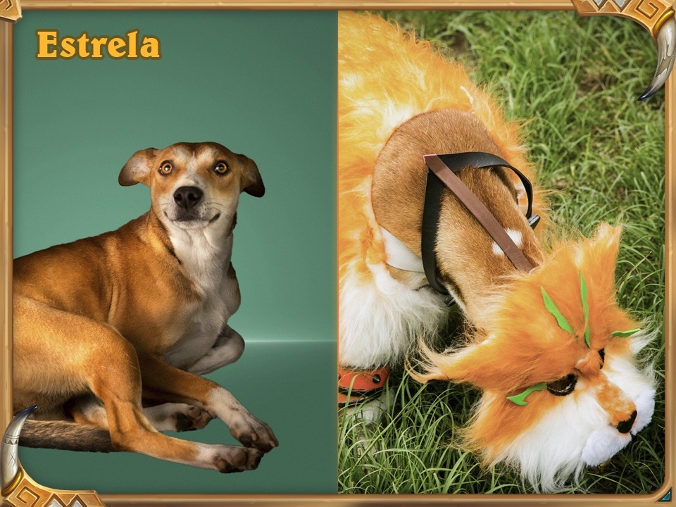 Loa Halazzi, le lynx