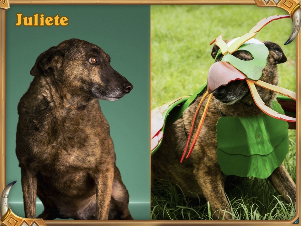 Loa Jan'alai, le faucon-dragon